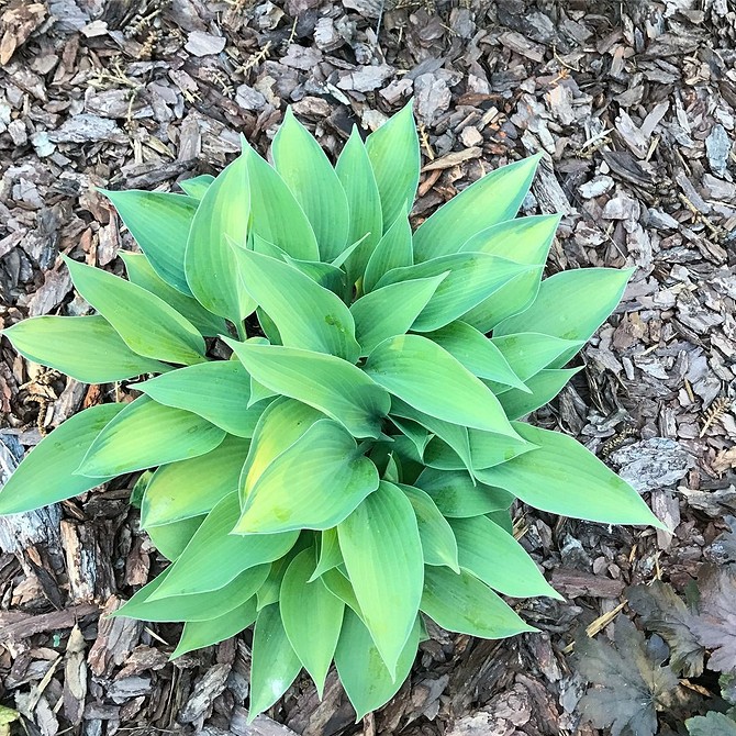 Різноманітні хости у ландшафтному дизайні: варіанти розміщення та ідеї для вашого саду.