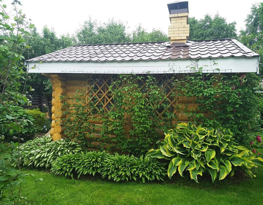 Вдалі поєднання хост у ландшафтному дизайні малого саду: посадка та догляд.