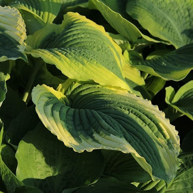 Хоста як невибаглива багаторічна тіньовитривала рослина в ландшафтному дизайні: ідеальне рішення для саду.