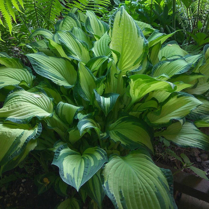 Ландшафтний дизайн з хостами: правила посадки, догляду та вибір сортів.