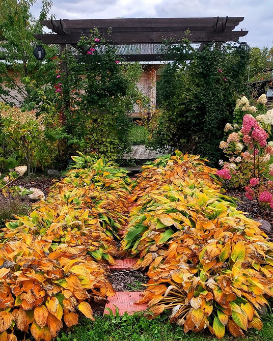 Хости в ландшафтному дизайні: вдалі поєднання та правила догляду у 2026 році.