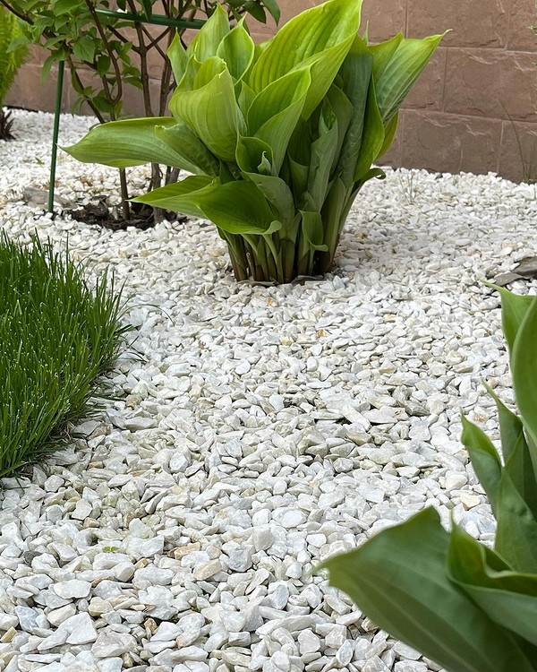 Тіньовитривалі рослини 2026: хости, що не потребують багато сонця.