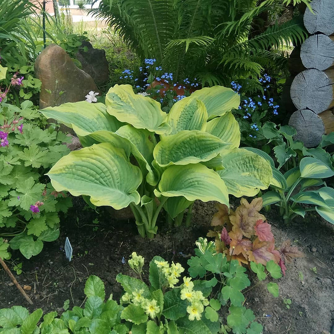 Хости з жовтим листям: особливості сортів та догляд у ландшафтному дизайні 2026