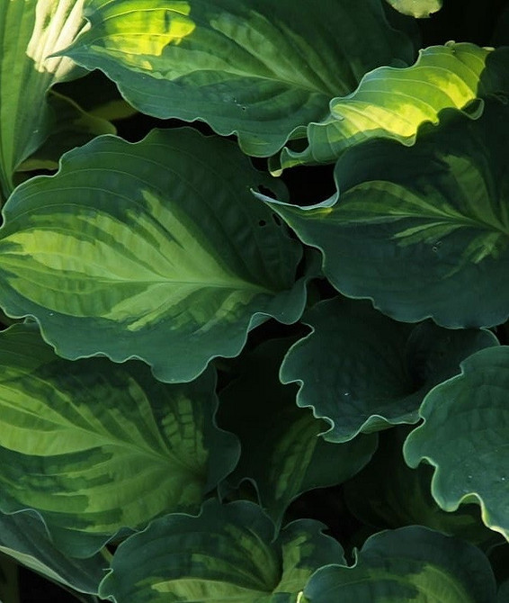 Сучасний дизайн саду з хостами: тенденції та поради по догляду у 2026