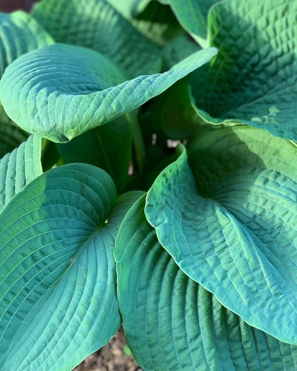 Варіанти використання хости в ландшафтному дизайні малого саду: посадка та догляд 2026.