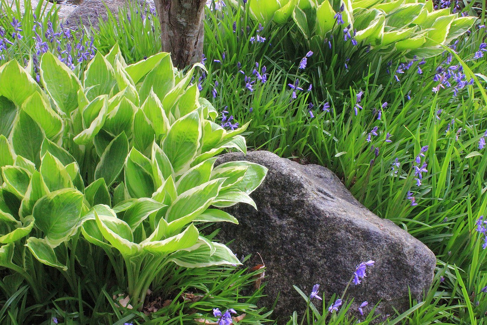 Великі хости для ландшафту: вибір експертів на 2026 рік для вашого саду.