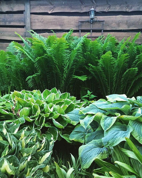 Удалі поєднання хост в саду: найкращі сорти для тіні у 2026 році, альпійська гірка.