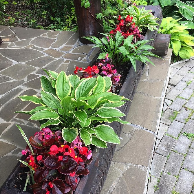 Тіньовитривалі рослини 2026: красиві хости для альпійської гірки в затінку.