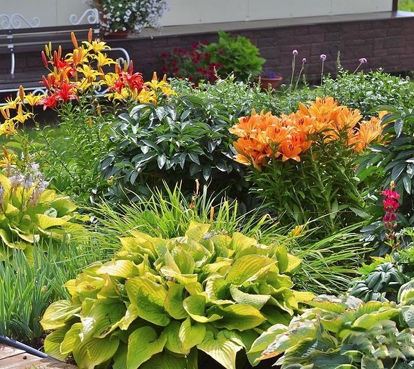 Хости в саду 2026: ідеальний вибір для ландшафтного дизайну тінистого саду.