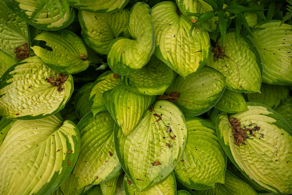 Сорти хост для тіні: вибір, посадка та догляд у 2026 році для пишного саду