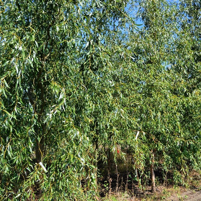 Верба куляста 2026: чудовий елемент ландшафтного дизайну для вашого саду.