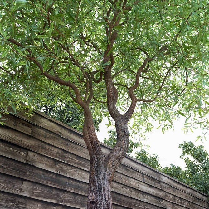 Декоративна верба в ландшафтному дизайні: особливості, варіанти посадки для елегантного саду.