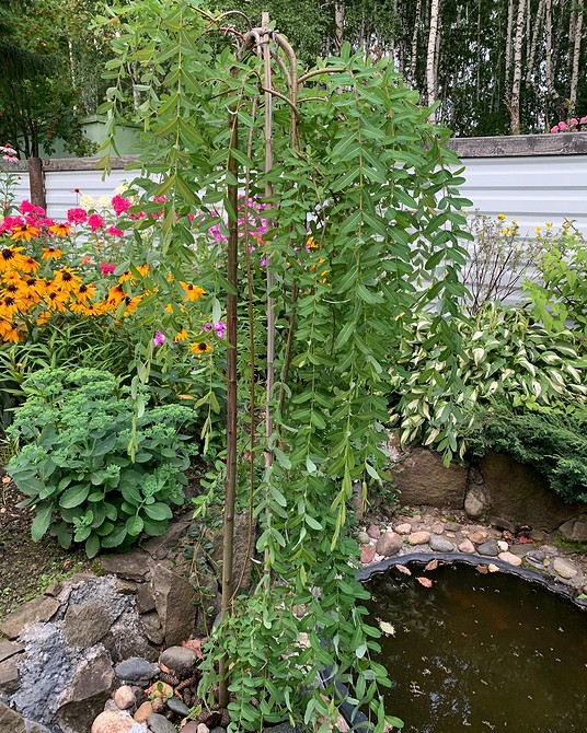 Особливості використання іви в ландшафтному дизайні для створення прибережної зони