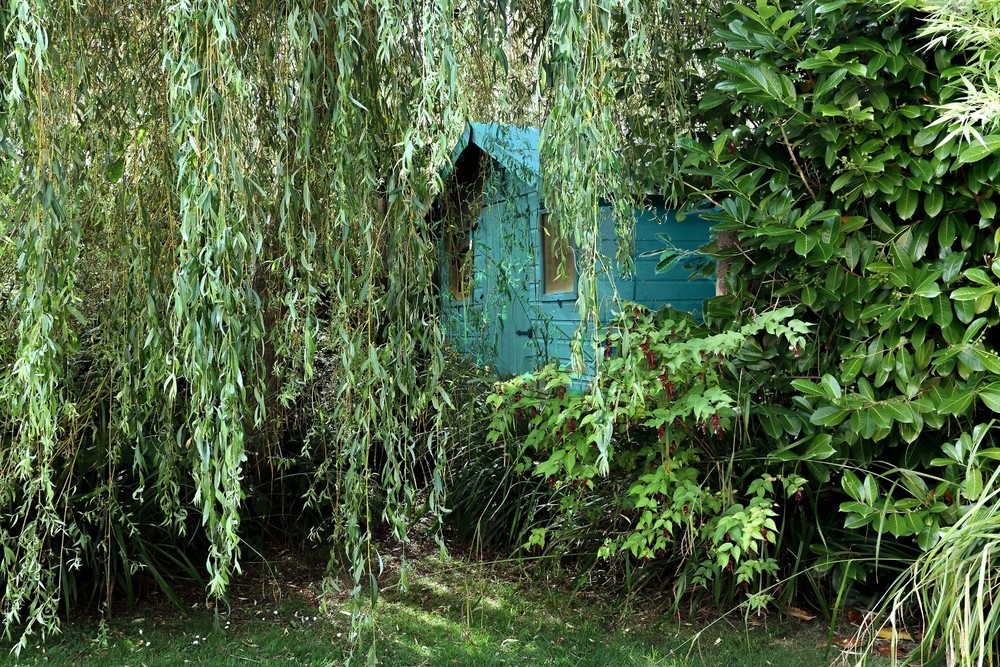 Особливості посадки та догляду за декоративною вербою у ландшафтному дизайні.