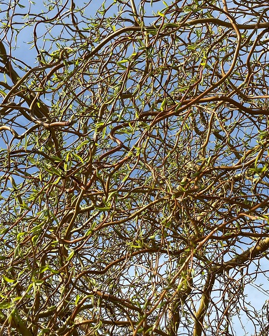 Куляста верба 2026: ідеальний вибір для створення акцентів у вашому саду.