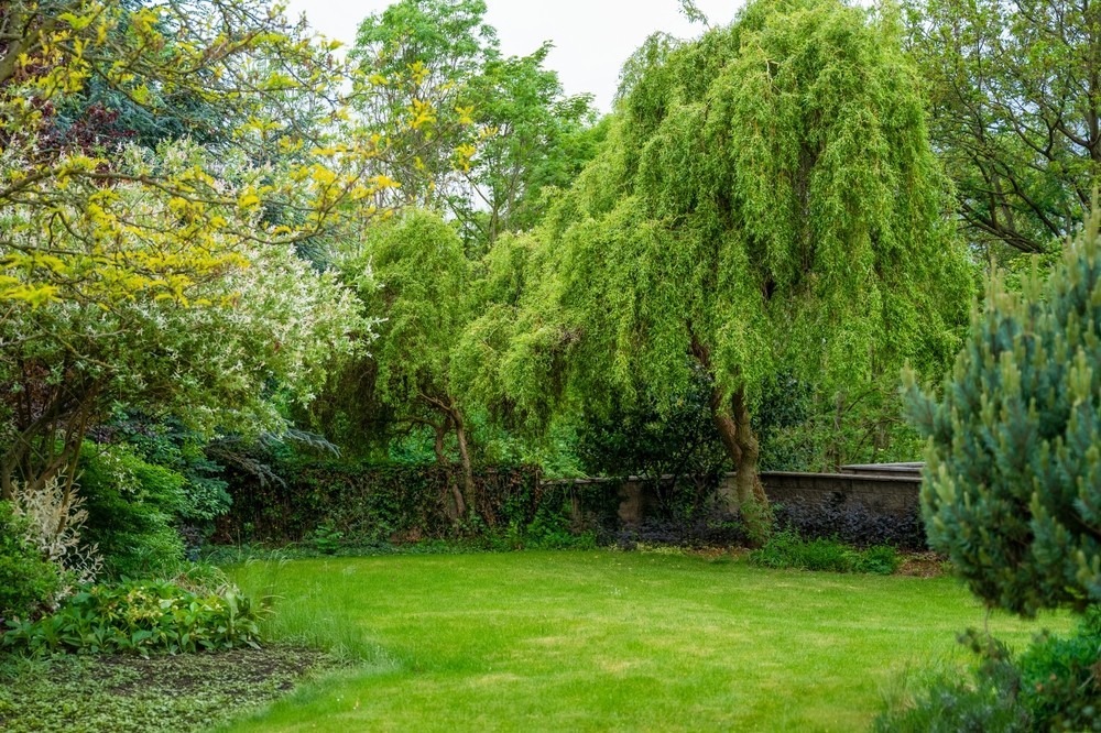 Іва в ландшафтному дизайні: тіньовитривалі сорти для створення затишних куточків саду.