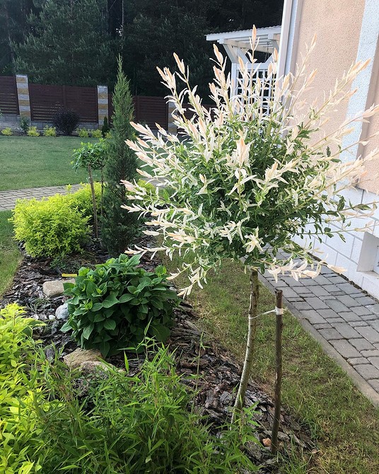 Верба для живоплоту та декоративні види: варіанти посадки, дизайн саду 2026.