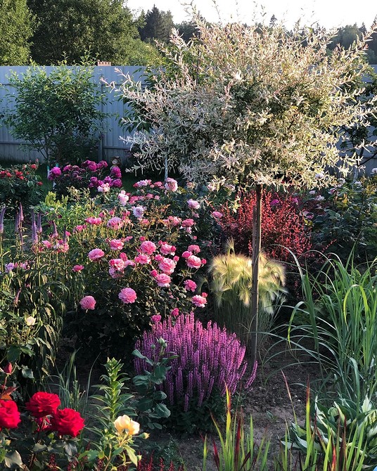 Іва в ландшафтному дизайні: декоративні можливості та естетичний вигляд