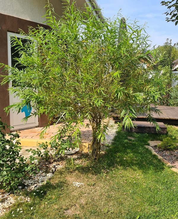 Іва в ландшафтному дизайні: гармонійне поєднання з іншими рослинами, вологолюбні сорти.