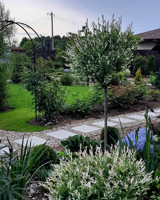 Верба декоративна в ландшафтному дизайні: особливості та варіанти використання у 2026.