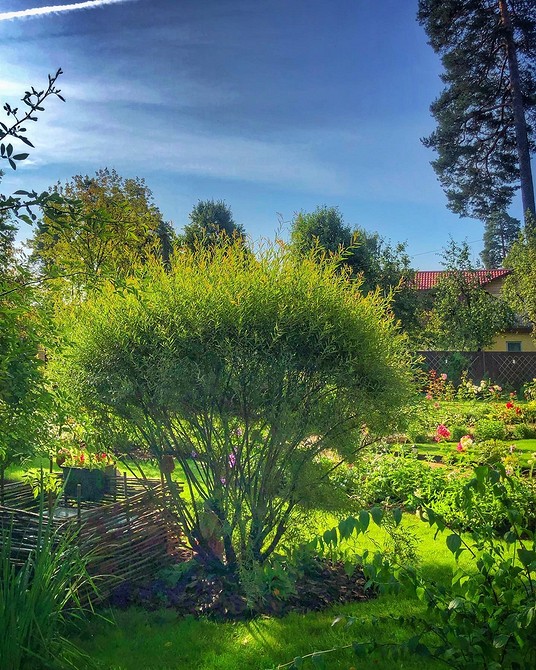 Варіанти посадки верби декоративної у вологий ґрунт, особливості ландшафтного дизайну.