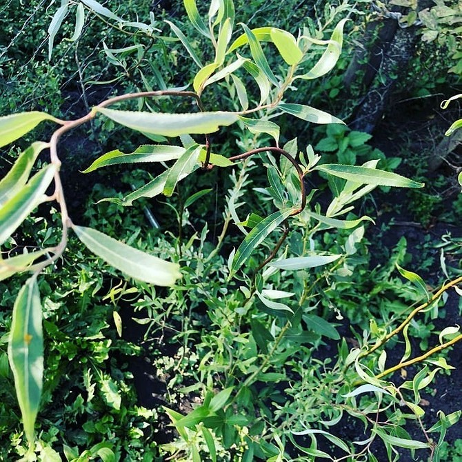 Декоративна верба в ландшафтному дизайні, створення елегантного куточка природи у 2026 році.