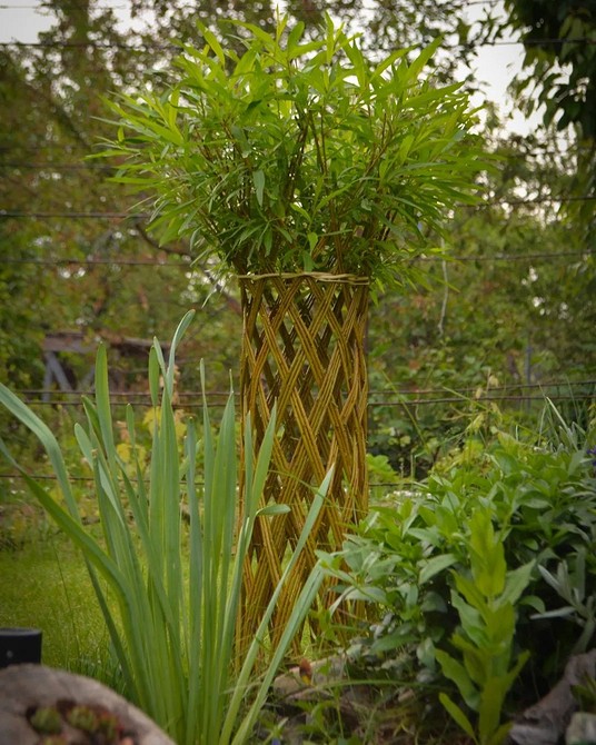 Верба в ландшафтному дизайні: ідеї декорування саду своїми руками у 2026