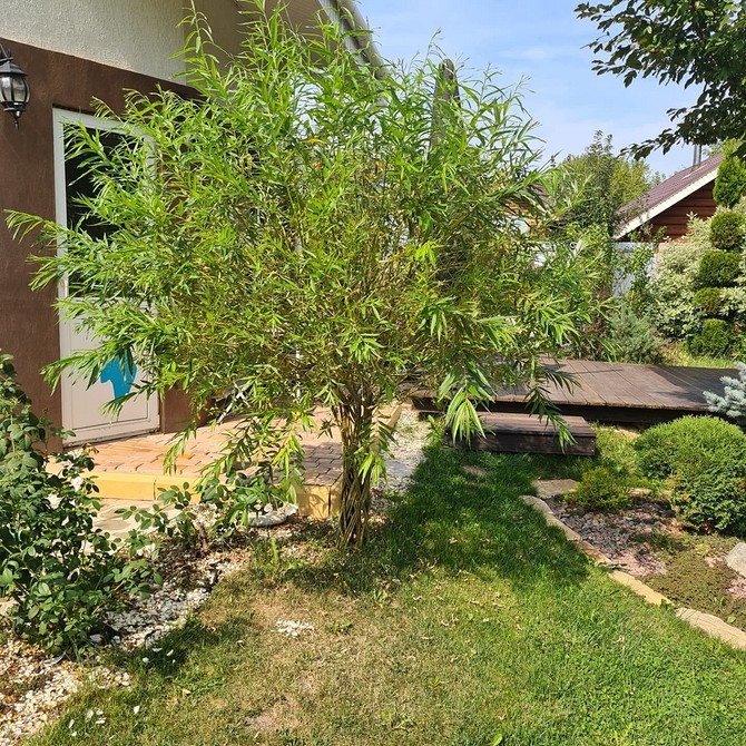 Іва в ландшафтному дизайні: поєднання іви з іншими деревами та кущами для контрасту.