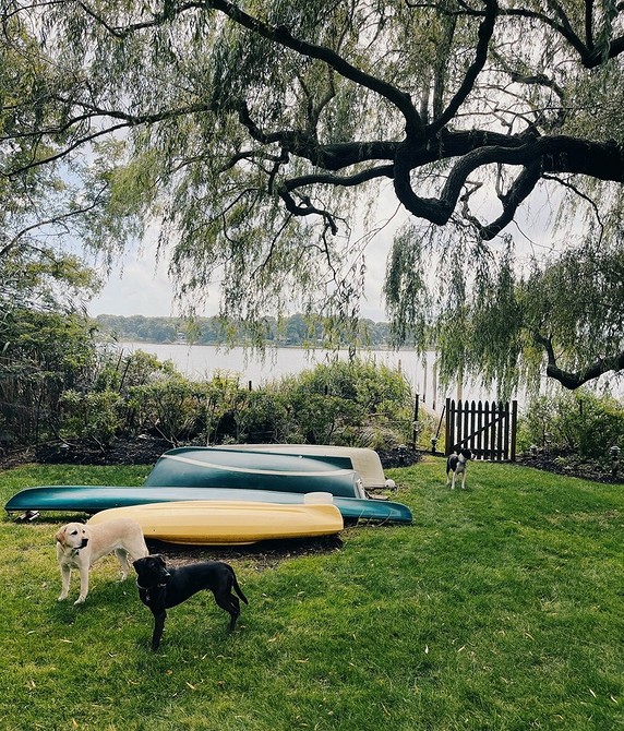 Іва в ландшафтному дизайні: поєднання з іншими вологолюбними рослинами для гармонії