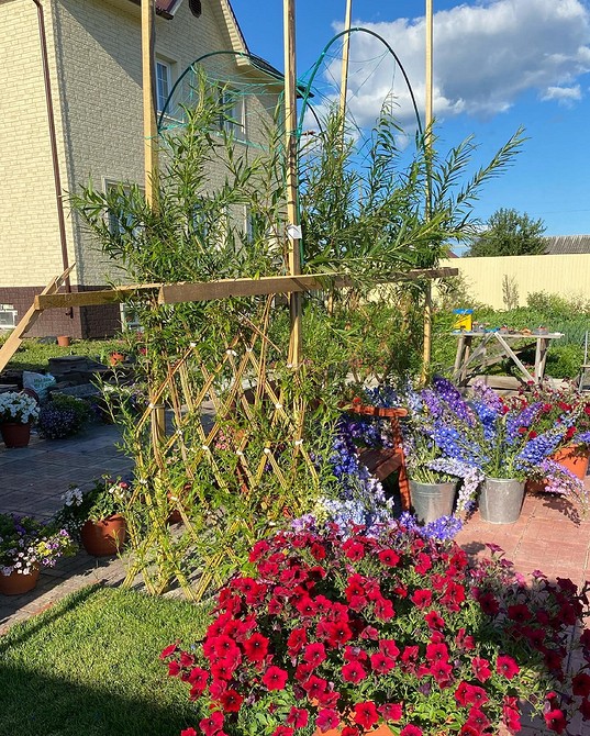 Верба в ландшафтному дизайні: посадка, догляд та популярні види в саду