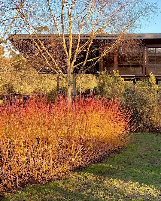 Іва в ландшафтному дизайні: формування живоплоту з іви для захисту від вітру.