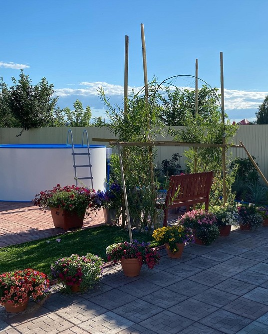 Варіанти посадки верби для ландшафтного дизайну в 2026 році: ідеї для саду