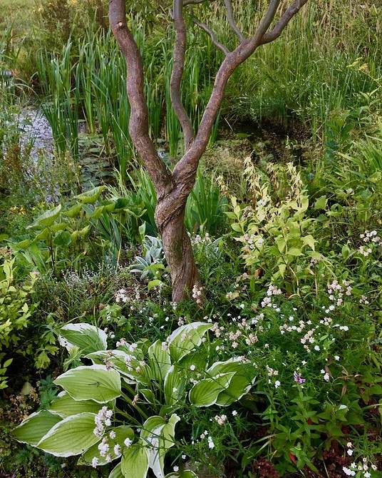 Іва в ландшафтному дизайні: створення тіні та затишку у вашому саду