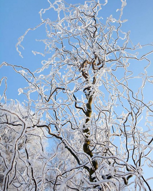 Іва в ландшафтному дизайні: створення арок та тунелів з використанням гнучких гілок іви.