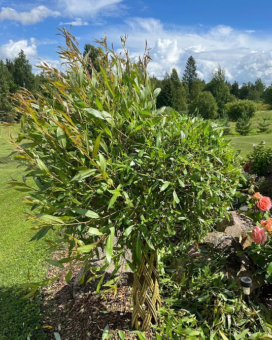 Іва в ландшафтному дизайні: як створити гармонійний сад з івою