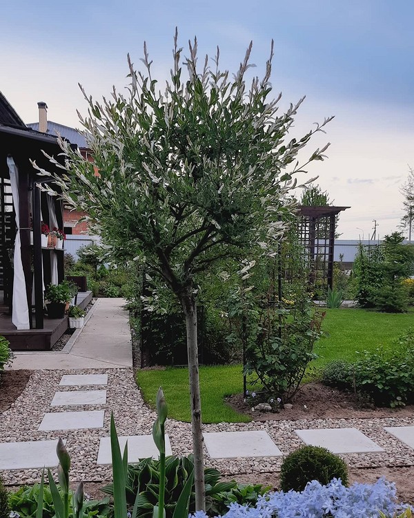 Іва в ландшафтному дизайні: декоративні види іви для прикраси альпійської гірки.