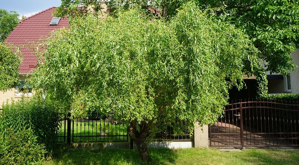 Іва в ландшафтному дизайні: особливості, варіанти посадки та популярні види для саду.