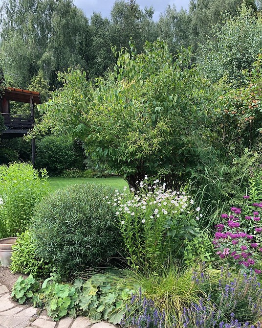 Використання верби для створення живоплоту в садовому дизайні, декоративні види верби.