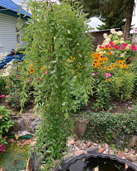 Варіанти посадки іви в ландшафтному дизайні для створення тіні та затишку