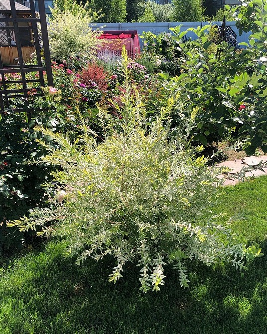 Верба декоративна: особливості вирощування у вологому ґрунті, ландшафтний дизайн 2026.