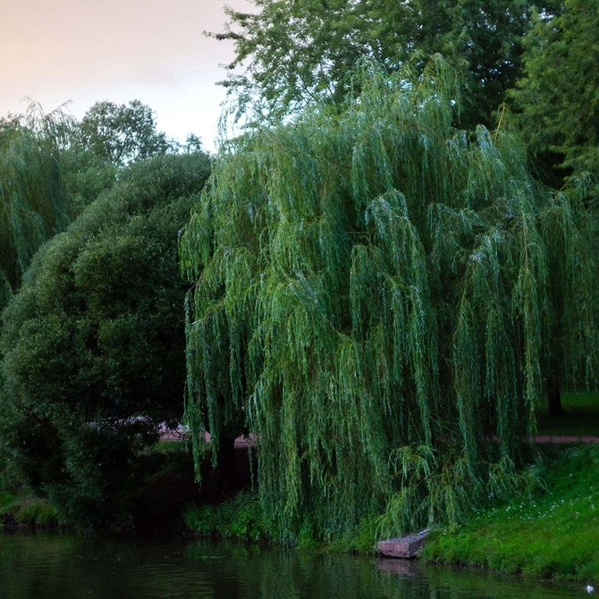 Популярні види іви в ландшафтному дизайні, включаючи карликові сорти для малих садів