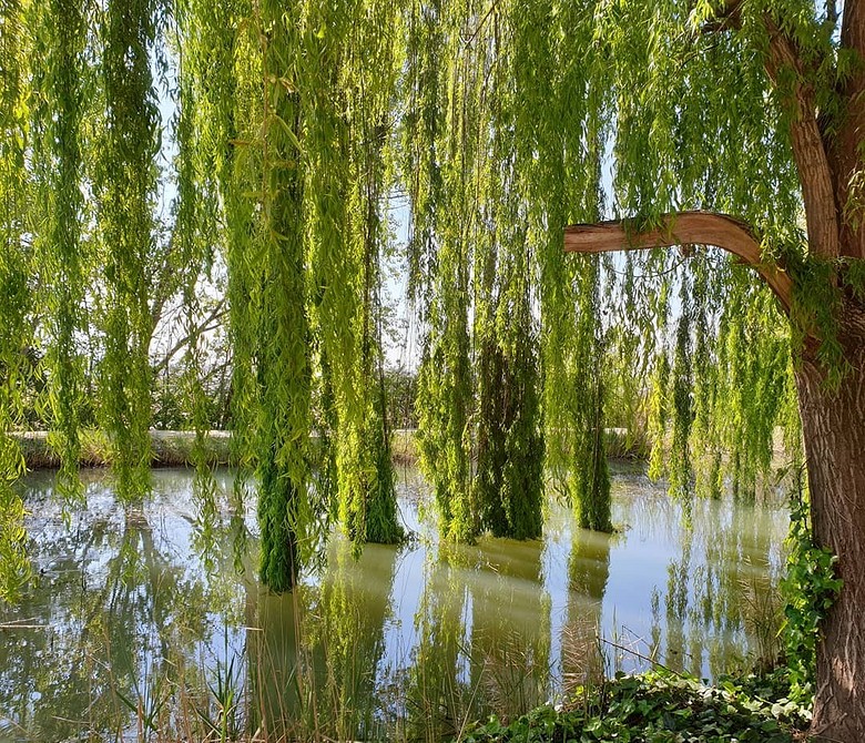 Верба декоративна для вологих грунтів: особливості, переваги та догляд у 2026.