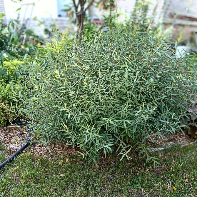 Популярні види верби для створення елегантного ландшафтного дизайну у 2026 році.