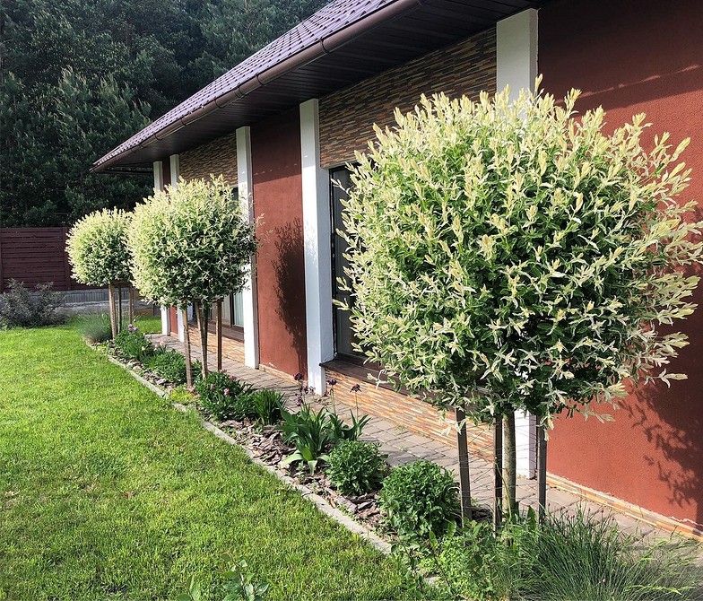 Верба куляста в саду: створення елегантного куточка природи у вологих ґрунтах.