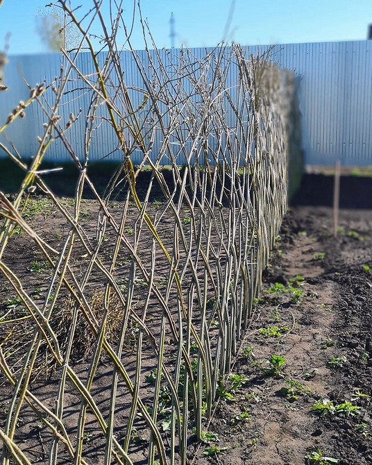 Особливості вирощування верби для ландшафтного дизайну та плетіння з лози