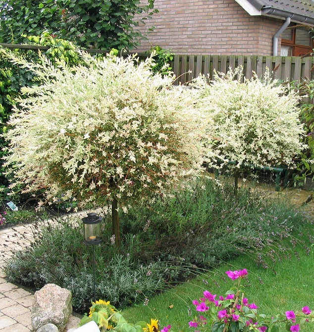 Використання іви для укріплення ґрунту та створення живописних куточків в саду