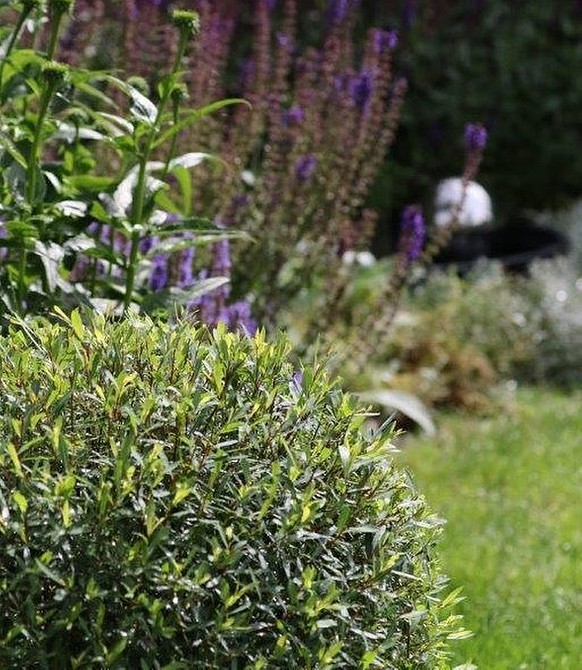 Куляста верба в ландшафтному дизайні, ідеальний вибір для вологих ґрунтів, рік 2026.