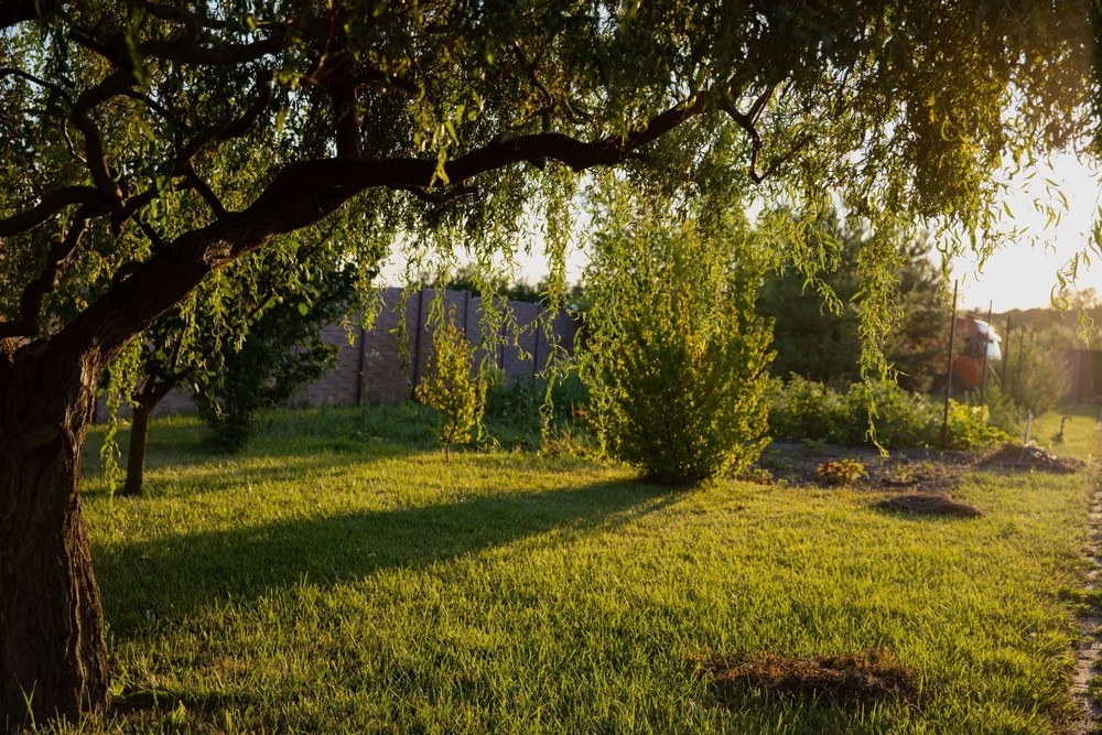 Іва в ландшафтному дизайні: декор берегової лінії водойми з використанням іви.