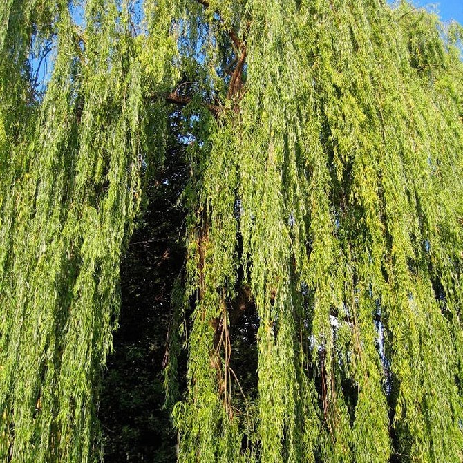 Варіанти використання декоративної верби в ландшафтному дизайні вашого саду у 2026.