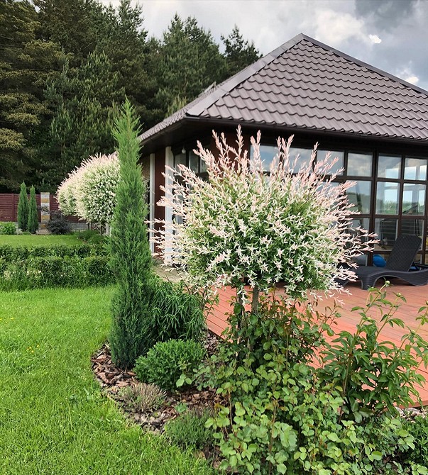 Верба в ландшафтному дизайні: кулясті форми та створення живоплоту у 2026 році.